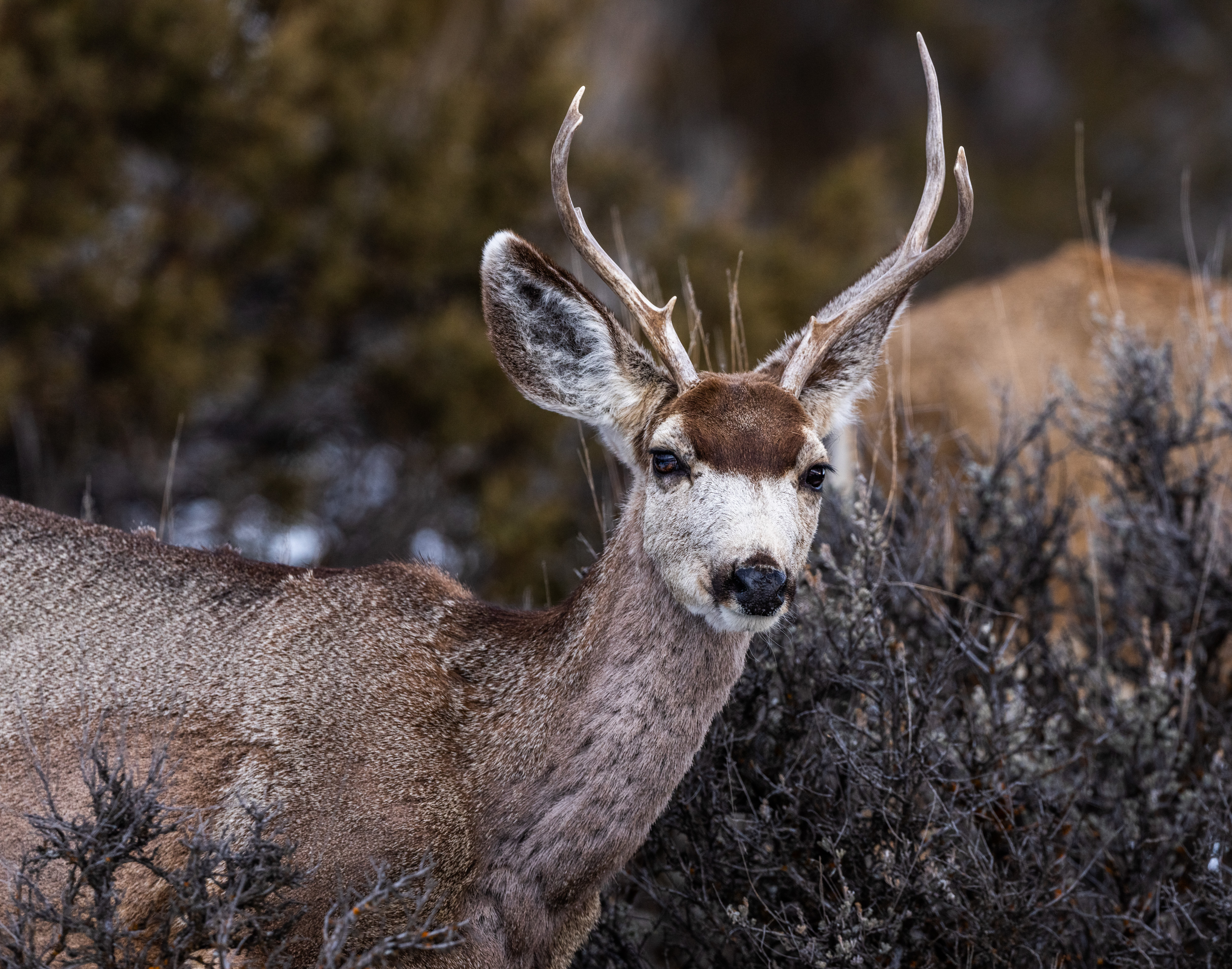 Pete - Wildlife Elk