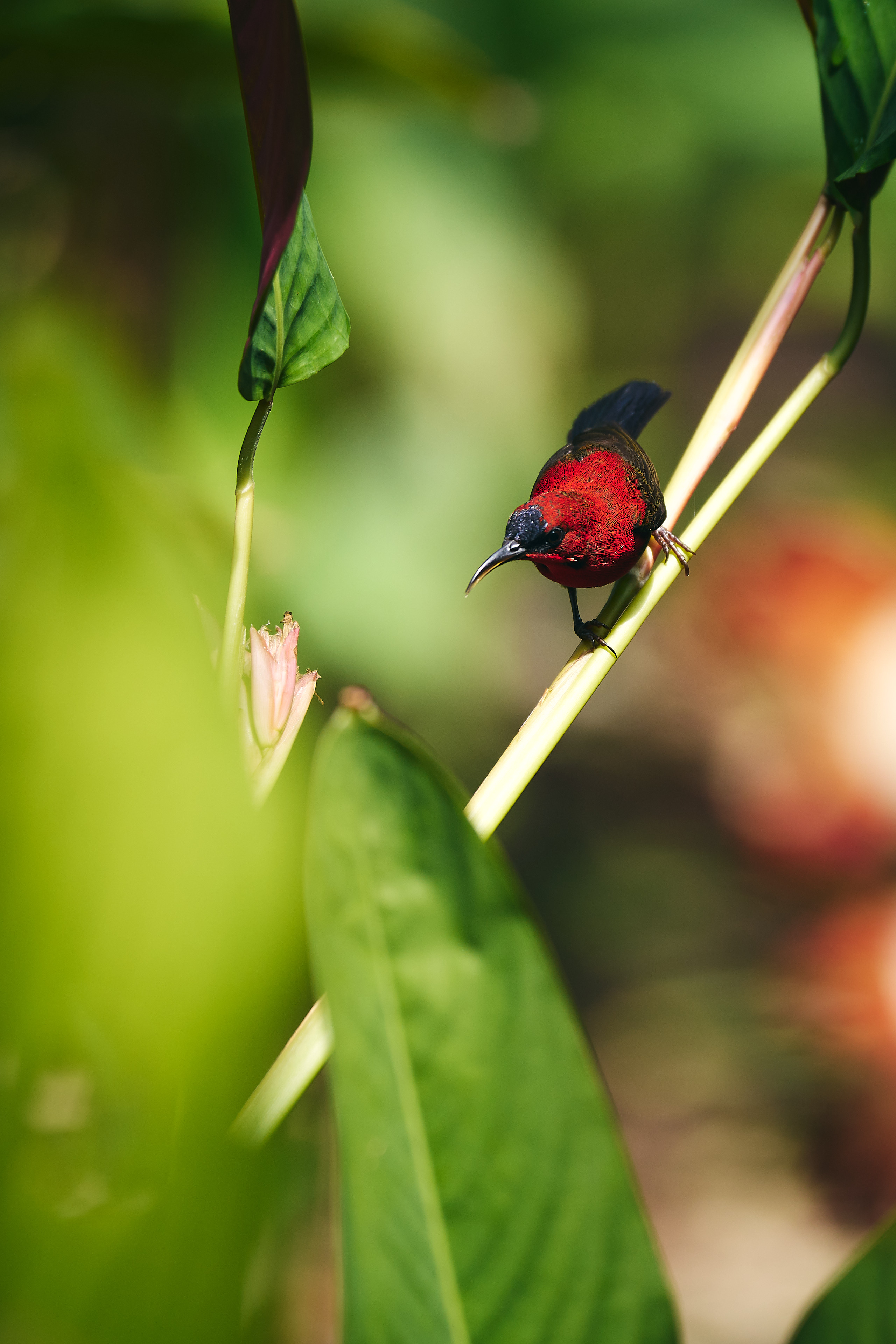 Macro shot of perched red bird 